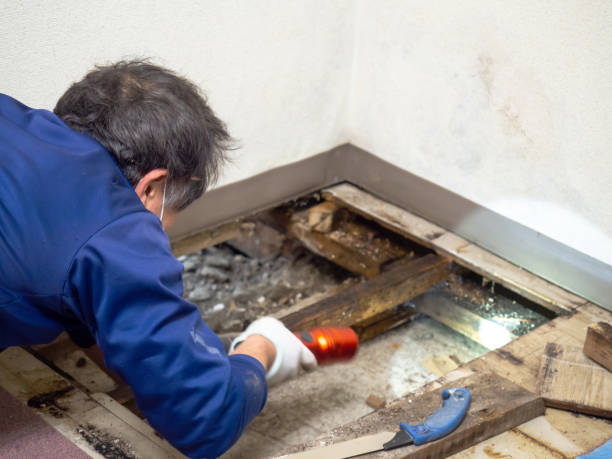 Best Bathroom Mold Remediation in Temple Terrace, FL