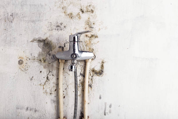 Best Mold Testing and Inspection Services in Temple Terrace, FL