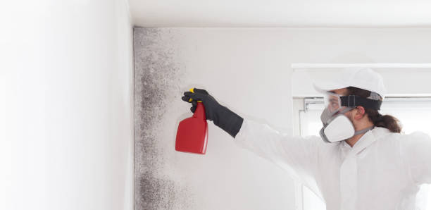 Best DIY Mold Remediation Support Services in Temple Terrace, FL