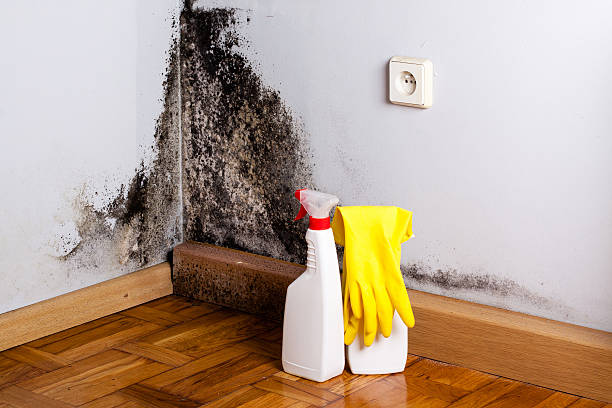 Best Industrial Mold Remediation in Temple Terrace, FL